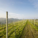 The vines at Almondo Arneis Bricco delle Ciliegie