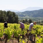 Domaine Jaume Vineyard