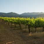 Ojai Vineyard