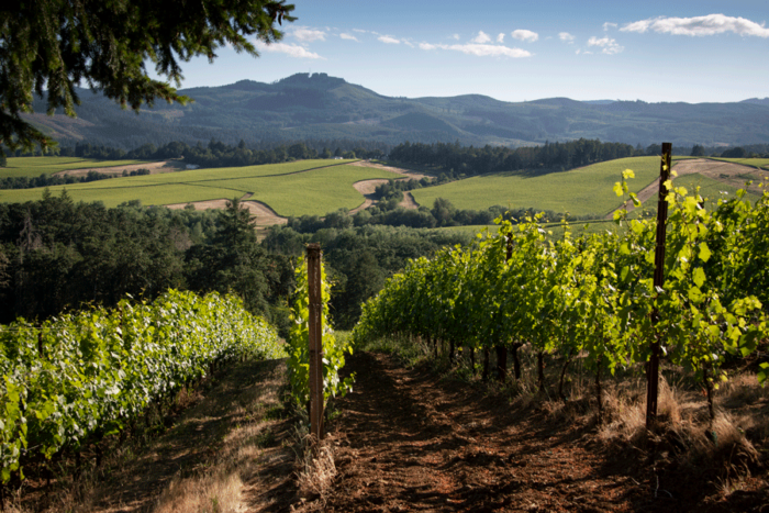 Resonance Willamette Valley Pinot Noir 2019 - Nicholas Wines