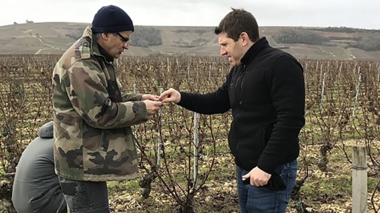 Domaine du Carrou in the vines