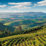 a vineyard in piedmont