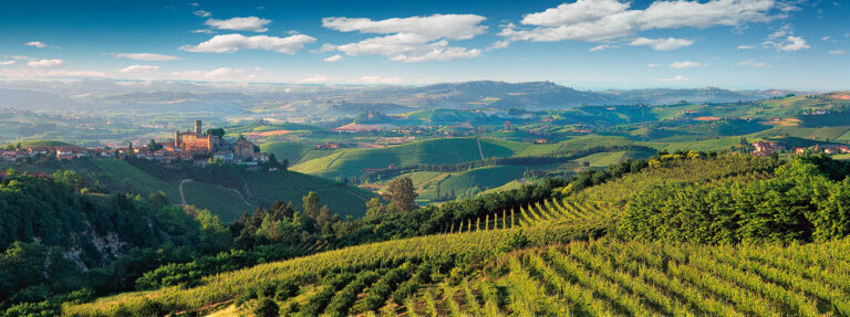 a vineyard in piedmont