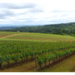 Vineyards in the Willamette Valley